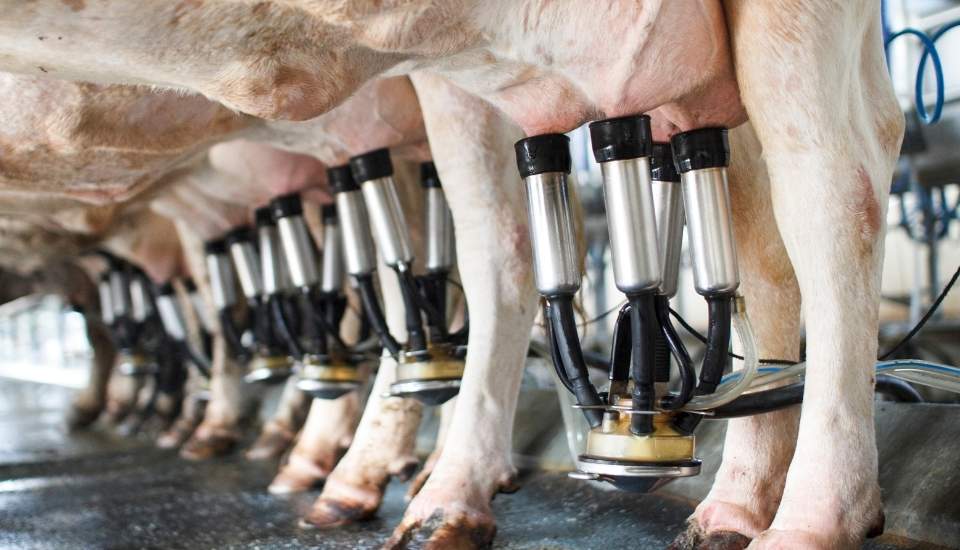 La Unión Europea reducirá los aranceles a los productos lácteos, cárnicos y frutícolas de Ucrania