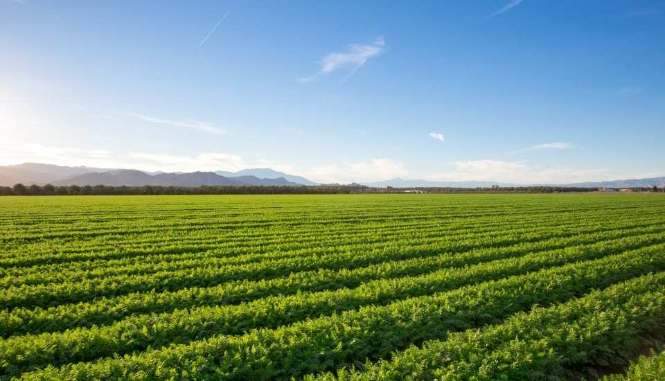 La Unión alerta de la paralización de ayudas agrarias por elecciones en Extremadura