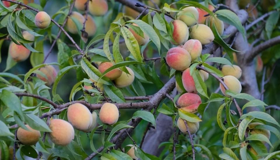 Las indemnizaciones de Agroseguro a los fruticultores extremeños superan los 5 millones de euros