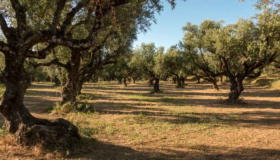 Extremadura incrementará un 3 % la producción de aceite de oliva para la campaña 2025/2026