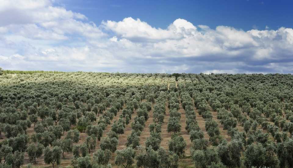 Apag Extremadura exige más medios para frenar los robos en el campo