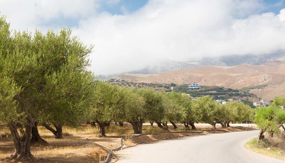 La sequía y el calor reducen previsiones de aceite oliva 2025-26