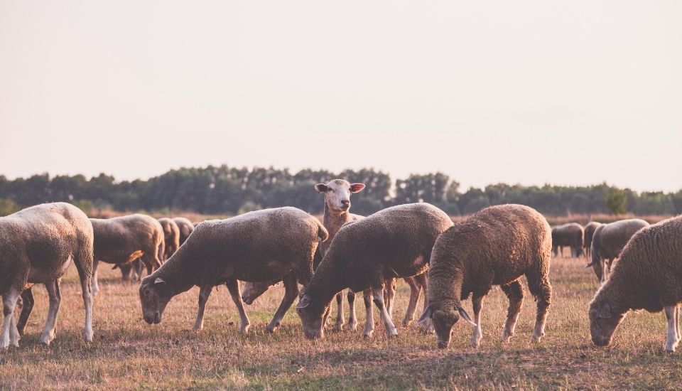 Apag Extremadura Asaja exige ayudas inmediatas para paliar los daños producidos por la lengua azul