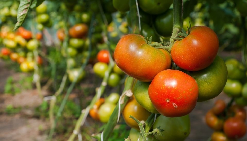 CTAEX estrena el documental “Cooperar para innovar: la historia del tomate extremeño”