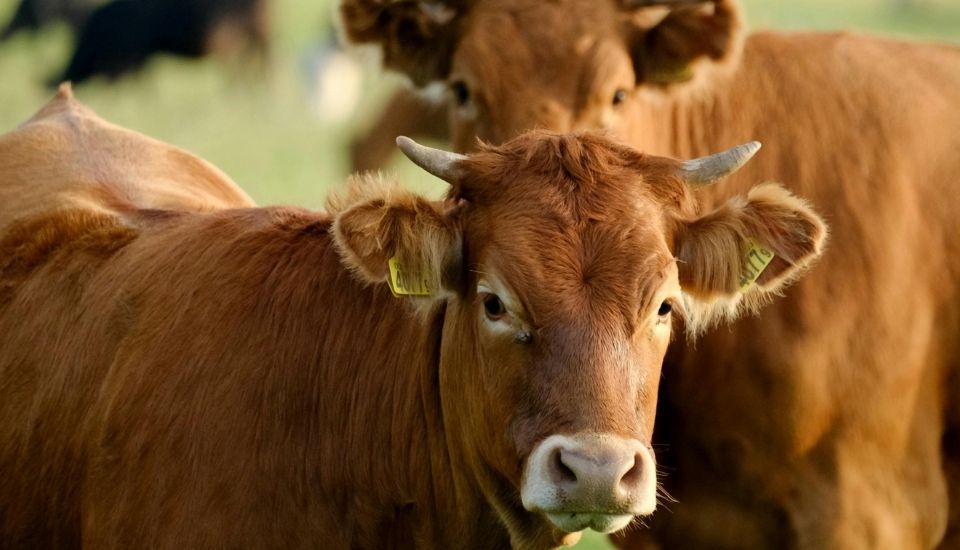 La UE autoriza a España ampliar la vacunación contra la dermatosis