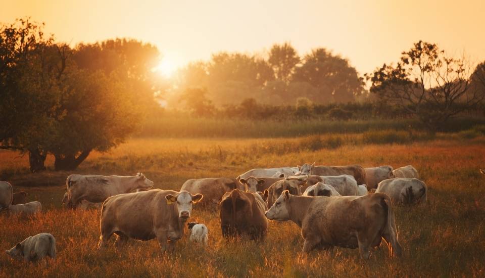 Extremadura prohíbe ganado en ferias y romerías como prevención ante la dermatosis
