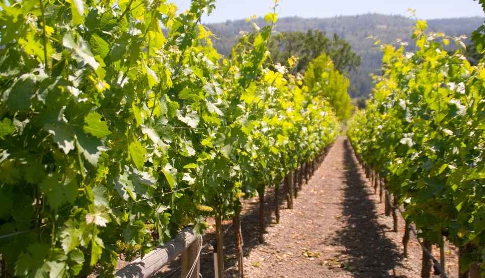 Viñedo y olivar, pilares de los cultivos ecológicos en Extremadura