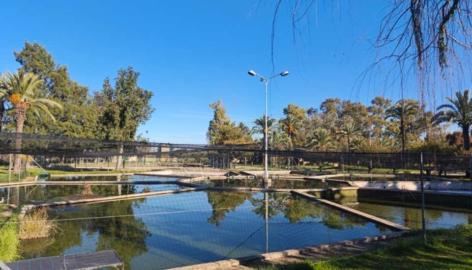 Jornadas de Puertas Abiertas del Centro de Acuicultura 'Vegas del Guadiana' de Villafranco del Guadiana