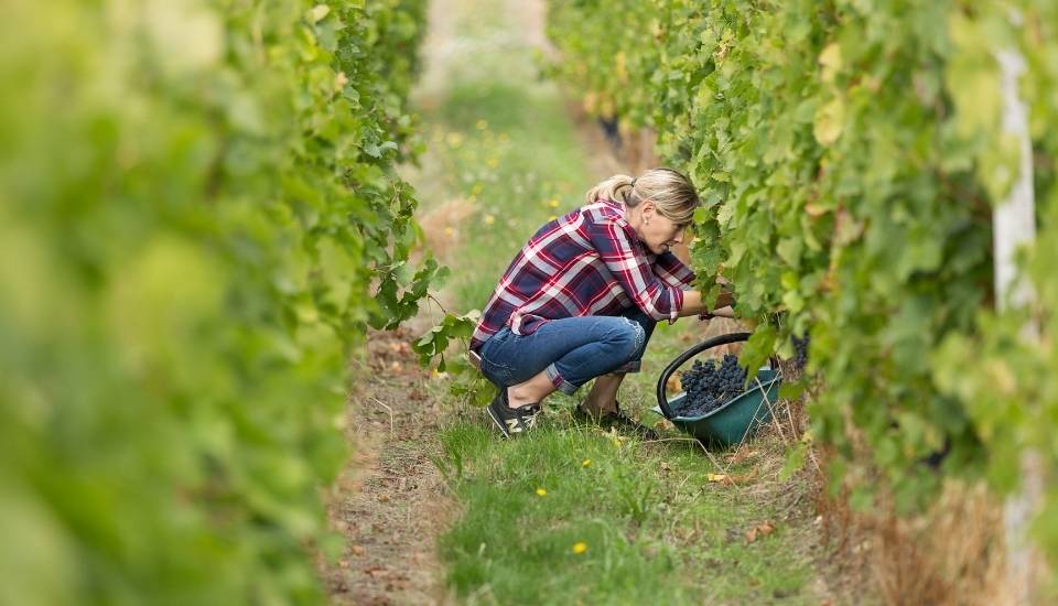 El sector vitivinícola español necesita incorporar 22.600 jóvenes para garantizar el relevo generacional