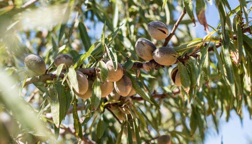 Prevén recuperación récord de frutos secos y cosecha histórica de almendra