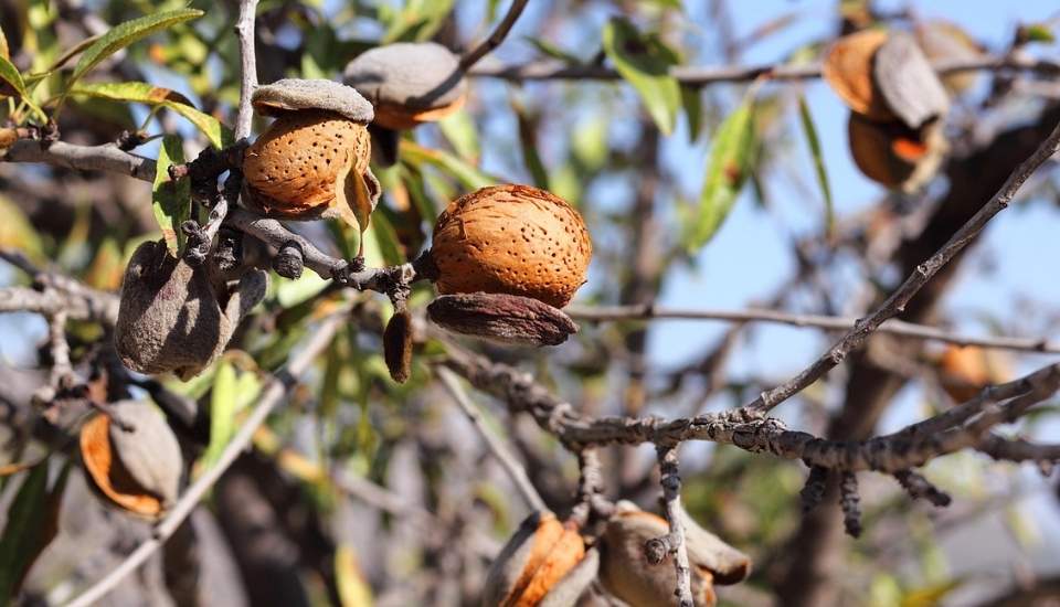 Unión de Uniones critica el arancel cero para 500.000 t de frutos de cáscara de EE.UU.