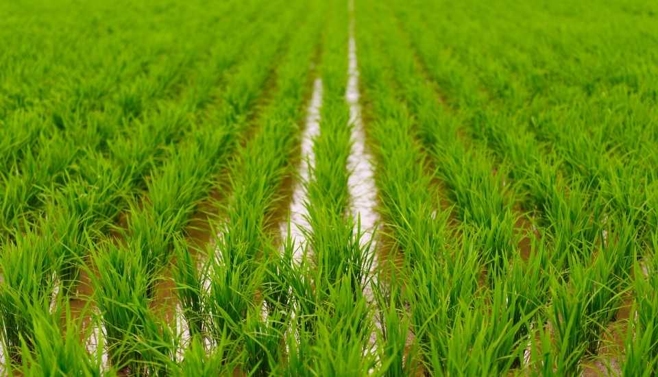 Copa y Cogeca piden medidas equilibradas para proteger al sector arrocero europeo