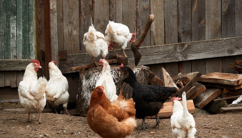 Casi un centenar de municipios afectados por el confinamiento de aves por la gripe aviar