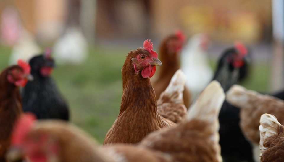 Casi un centenar de municipios afectados por el confinamiento de aves por la gripe aviar