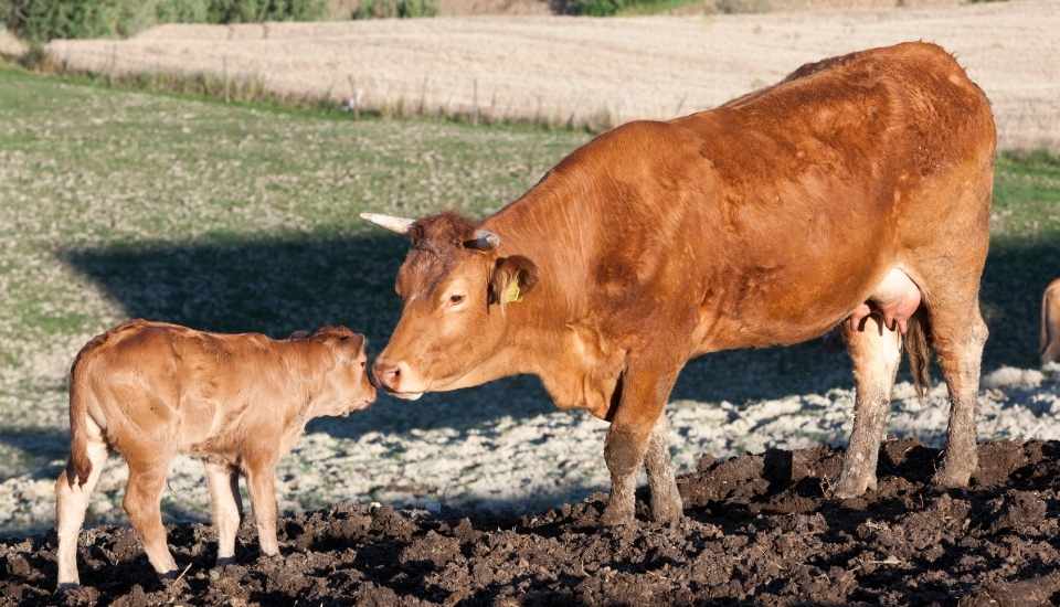Detectado un nuevo foco de carbunco bacteridiano en una explotación bovina de Madrigalejo