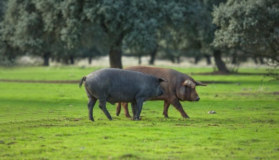 Agricultura aprueba nuevas normas para fortalecer la competitividad y sostenibilidad ganadera