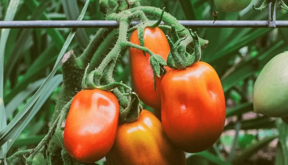 El sector hortofrutícola europeo alerta del impacto de la revisión del acuerdo UE–Marruecos