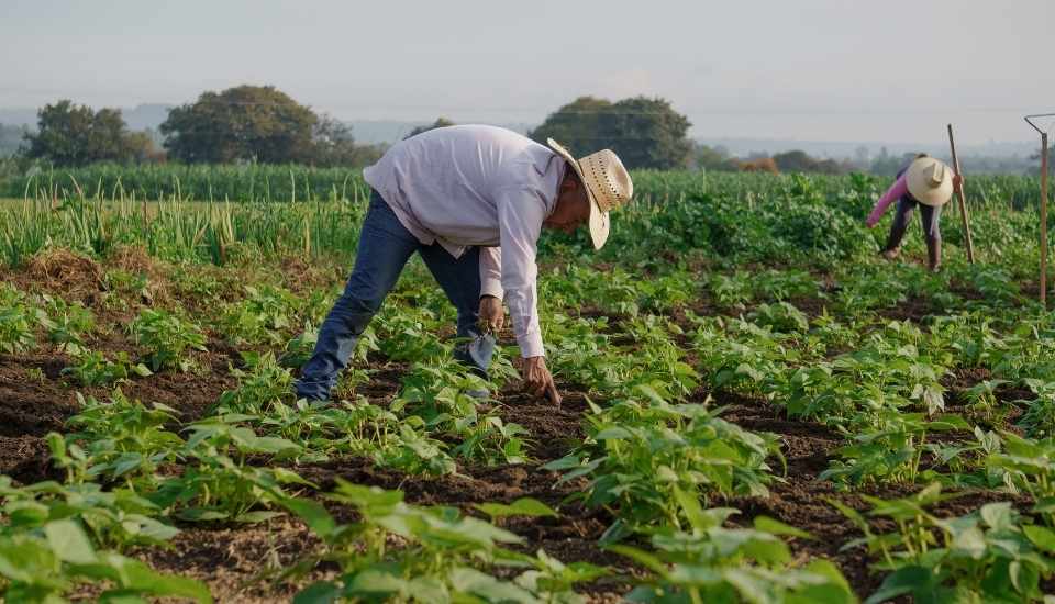 El Régimen General, que integra el SE Agrario, reúne el 86 % de la mano de obra extranjera afiliada en Extremadura