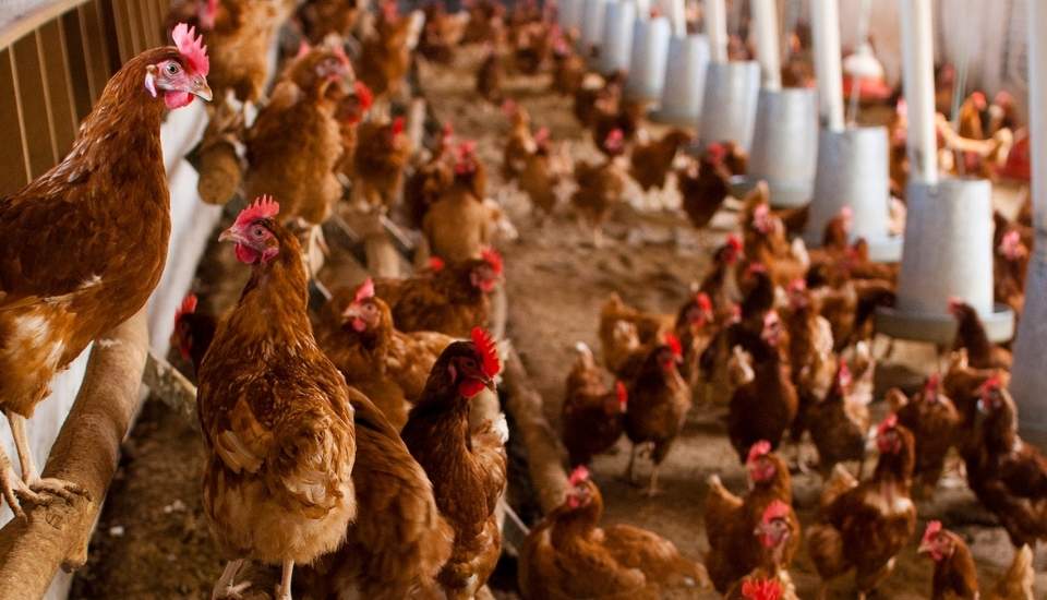 UPA llama a la tranquilidad en el sector avícola y pide evitar movimientos especulativos
