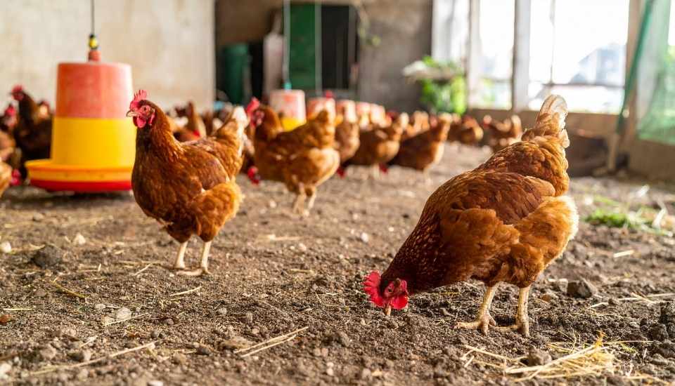 El MAPA amplía el confinamiento de aves de cría a todas las granjas por gripe aviar