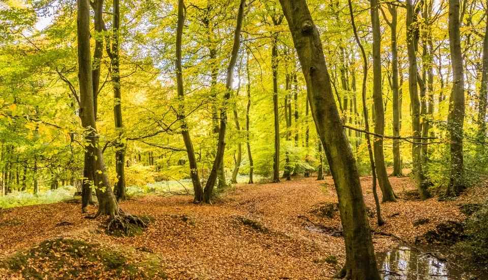 El PE retrasa un año la aplicación de la ley contra la deforestación
