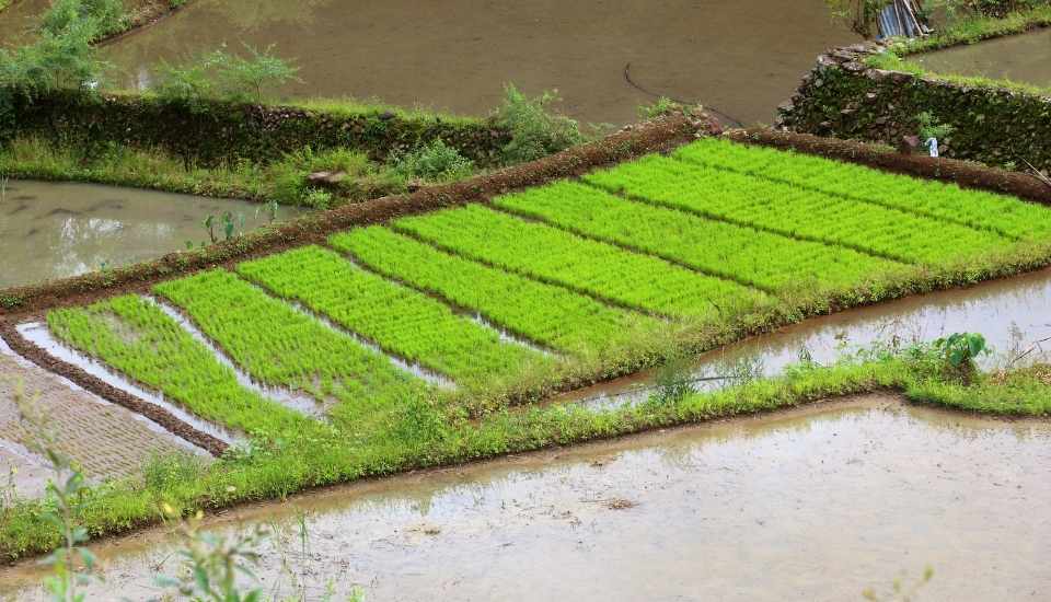 El precio del arroz en Extremadura se desploma un 35 % esta campaña