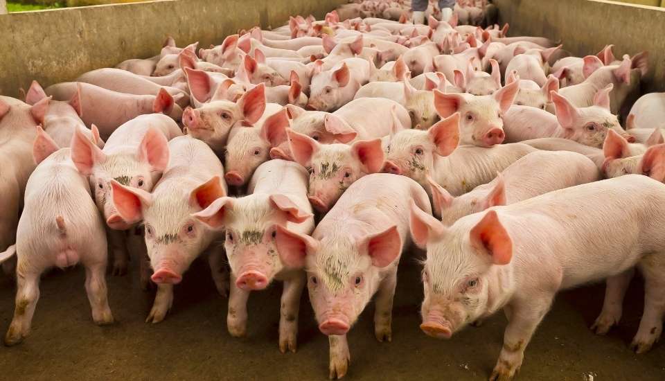 Extremadura traslada al Gobierno las demandas del porcino ante los aranceles de China