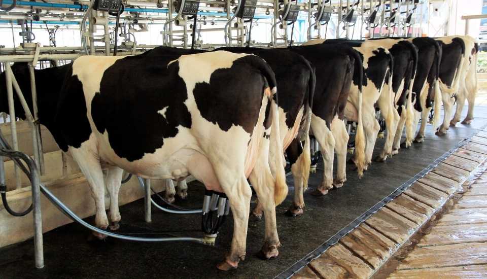 a producción de leche en la UE alcanzó los 161,8 millones de toneladas en 2024