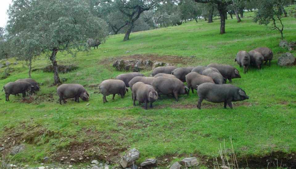 Cooperativas Agro-alimentarias de España pide revisar la norma de calidad del ibérico