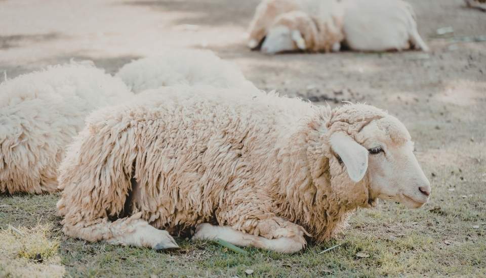 Extremadura registra nuevos casos de lengua azul