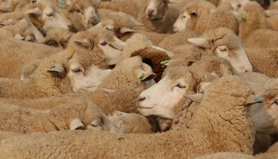 El virus de la lengua azul se extiende por casi toda España