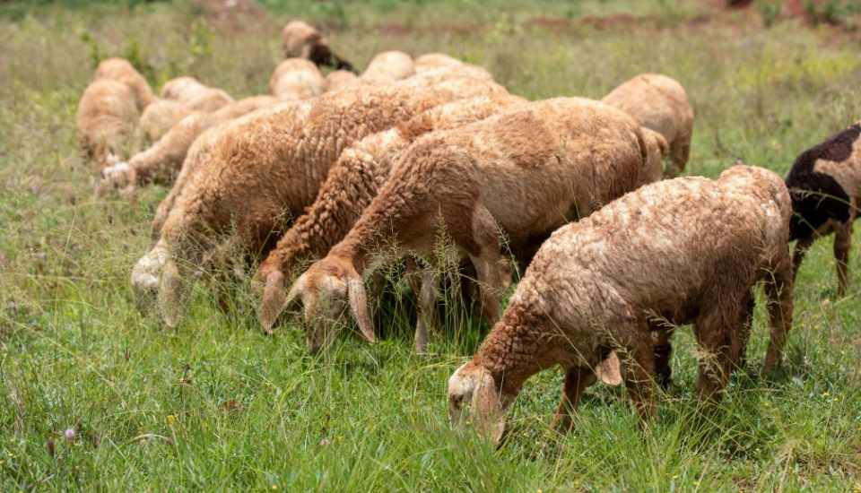El sector ovino extremeño exige ayudas por la lengua azul
