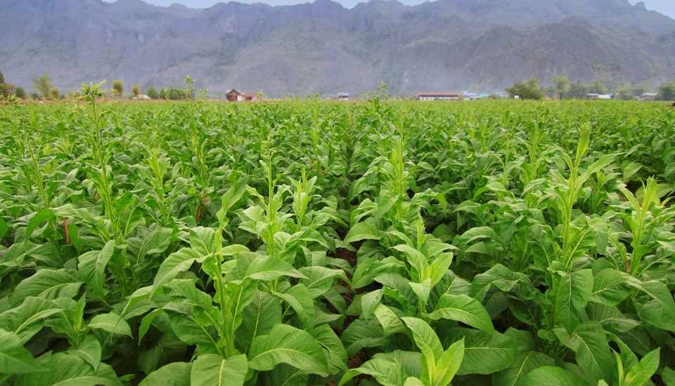 Extremadura concentra el 99 % del cultivo y transformación del tabaco en España y se sitúa como líder europeo