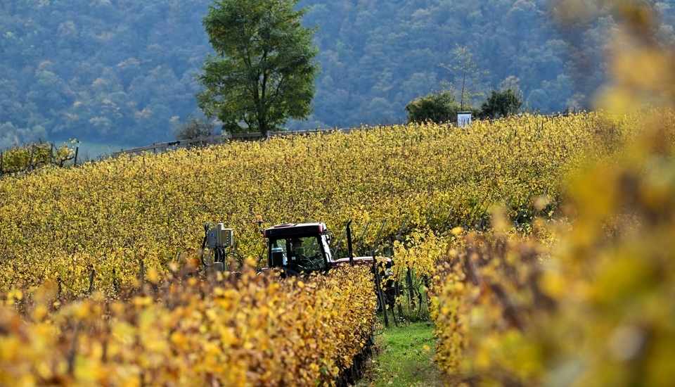 Abierto el plazo de suscripción del seguro de uva de vino 2026