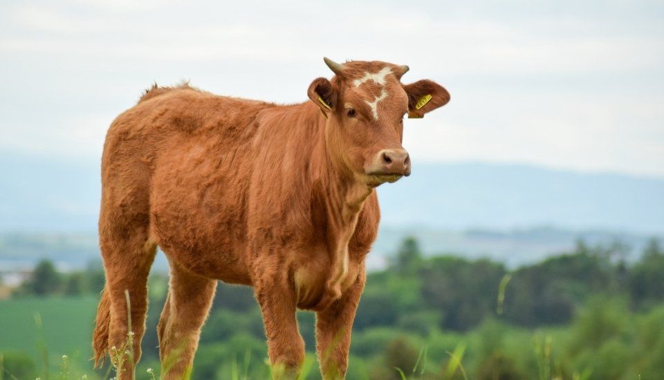 Extremadura adopta nuevas medidas cautelares ante la dermatosis nodular contagiosa
