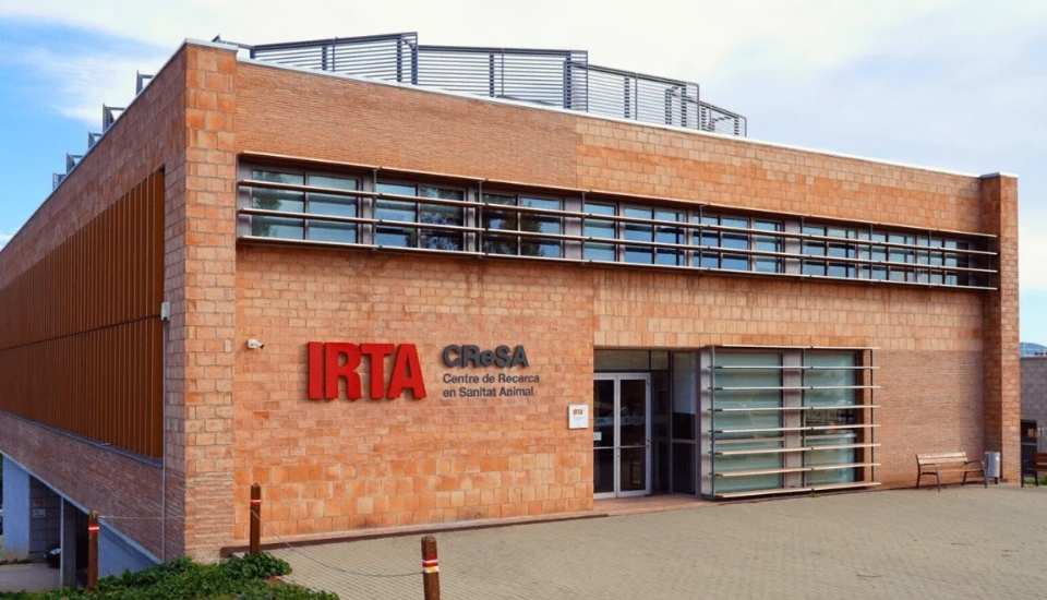 La peste porcina africana no salió del laboratorio IRTA-CReSA