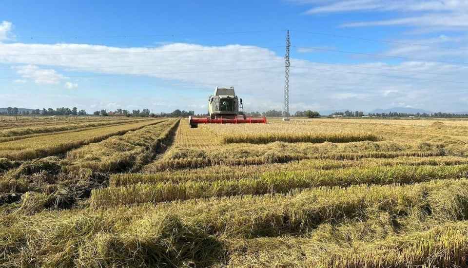 UPA-UCE alerta sobre la desprotección de los arroceros europeos