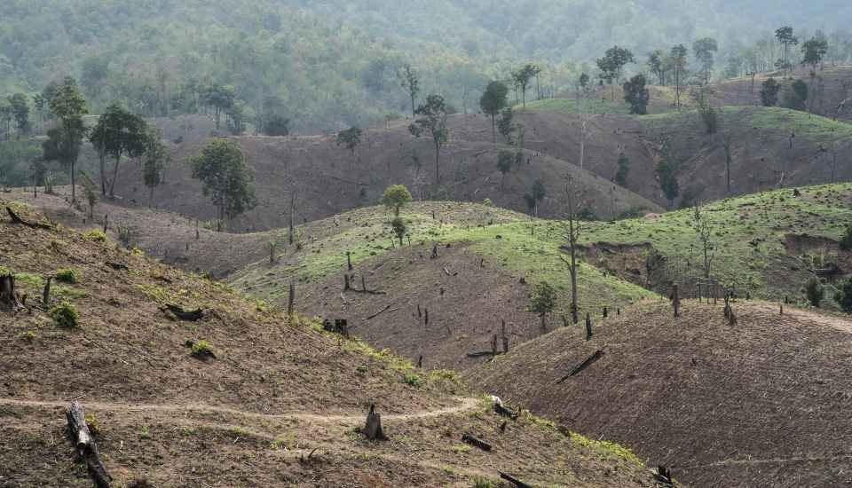 Copa y Cogeca celebran el acuerdo para aplazar la aplicación del Reglamento sobre la deforestación