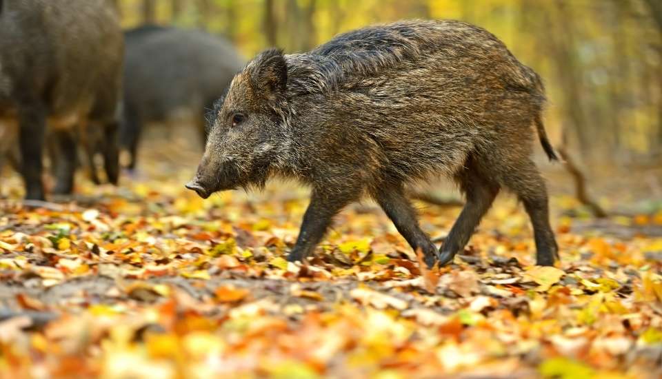 España confirma la muerte por peste porcina africana de otros cuatro jabalíes