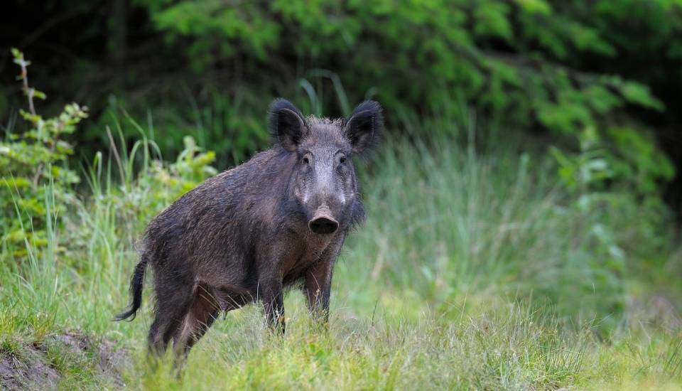 UPA-UCE reclama más medidas para controlar la población de jabalíes en Extremadura