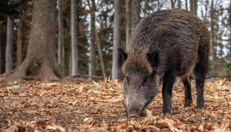 España confirma siete nuevos jabalíes muertos por peste porcina en el área del primer foco