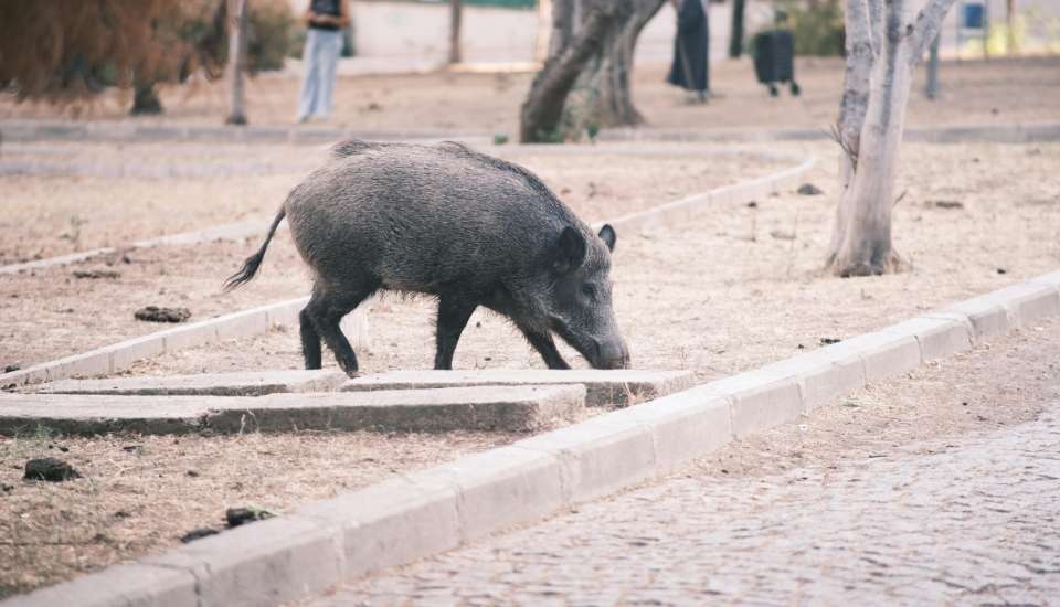 España confirma nuevos casos de peste porcina africana en Barcelona e influenza aviar en Lleida