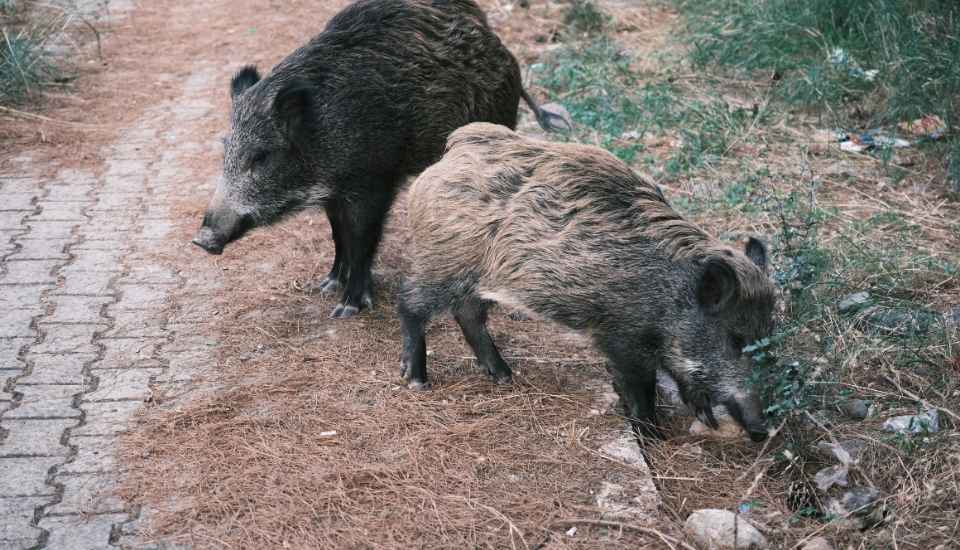 El Ministerio de Agricultura abre una investigación complementaria sobre el origen del virus de la peste porcina africana en España