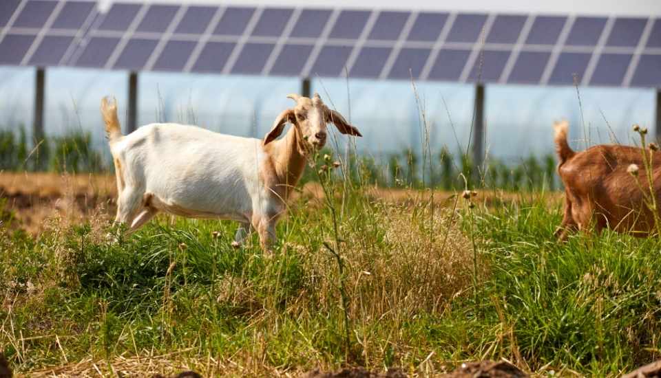 Pastoreo Fotovoltaico impulsa pastoreo y cubiertas vegetales para gestión sostenible