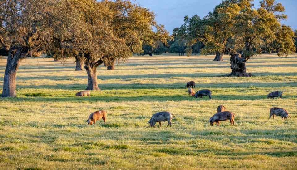 Planas reúne al sector para coordinar la respuesta a la peste porcina africana