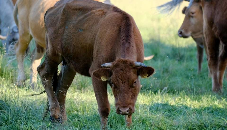 El Gobierno destina más de un millón euros a combatir enfermedades animales