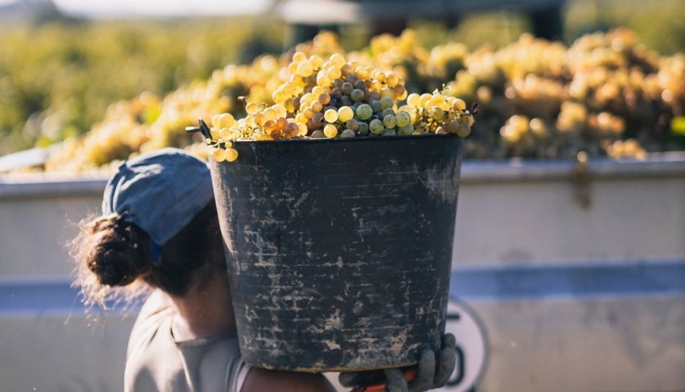 Arranca proceso electoral para renovar el Consejo Regulador del Cava
