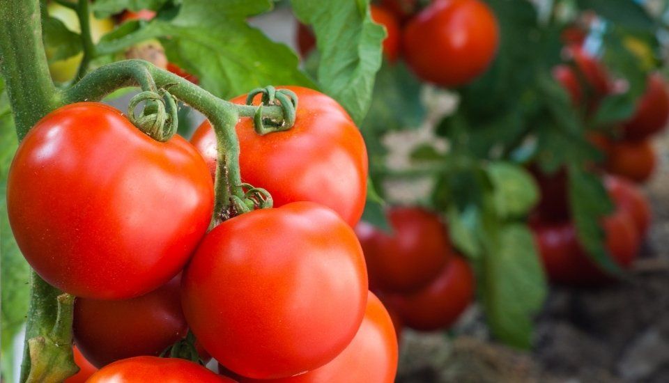 La Junta actualiza el Observatorio de Precios con el estudio de costes de tomate para industria
