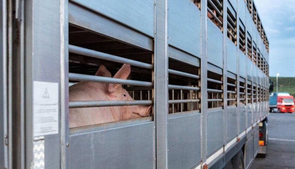 La OMSA urge a reforzar el bienestar animal en el transporte internacional