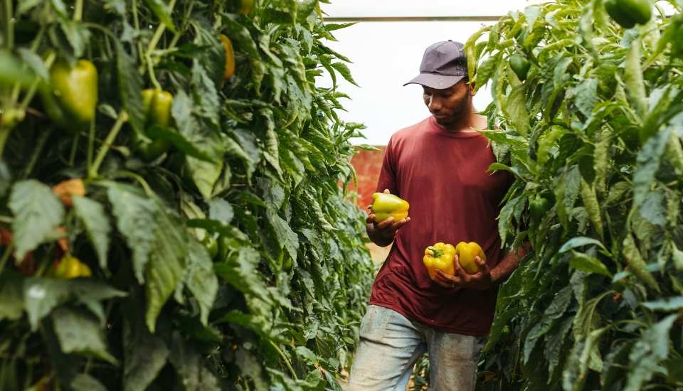El paro baja en agricultura, ganadería y pesca en Extremadura en diciembre